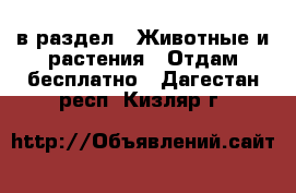  в раздел : Животные и растения » Отдам бесплатно . Дагестан респ.,Кизляр г.